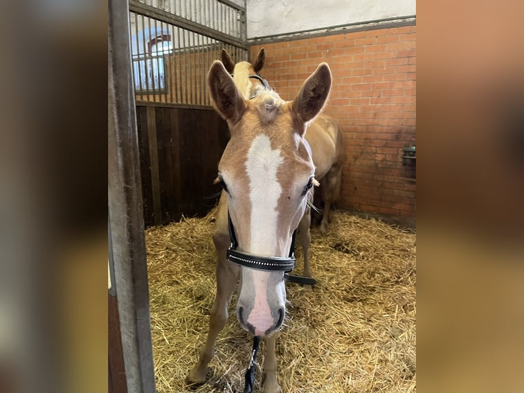 Haflinger / Avelignese Stallone 2 Anni 152 cm in Trebbin