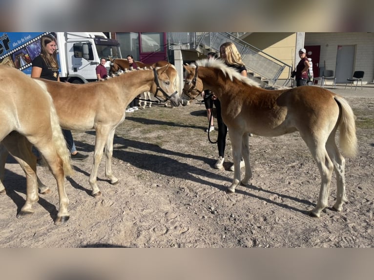 Haflinger / Avelignese Stallone 2 Anni 152 cm in Trebbin