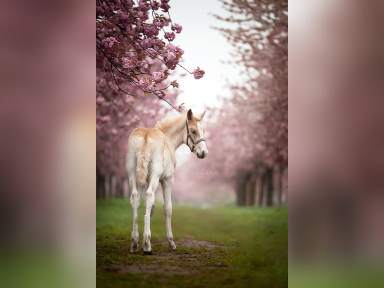 Haflinger / Avelignese Stallone 2 Anni 152 cm in Trebbin