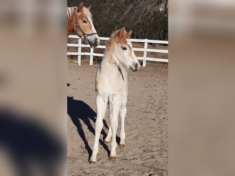 Haflinger / Avelignese Stallone 2 Anni 152 cm Sauro in Achim