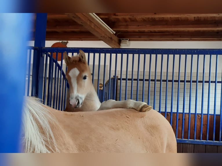 Haflinger / Avelignese Stallone 2 Anni 152 cm Sauro in Achim