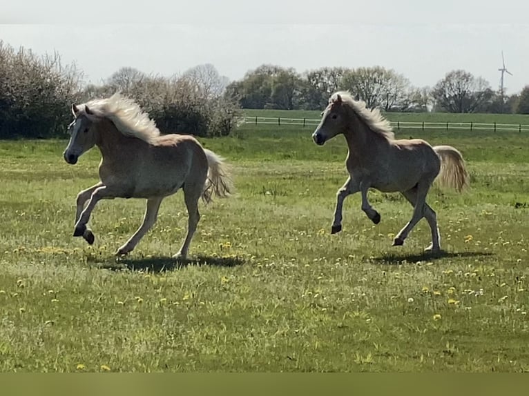 Haflinger / Avelignese Stallone 2 Anni 152 cm Sauro in Achim