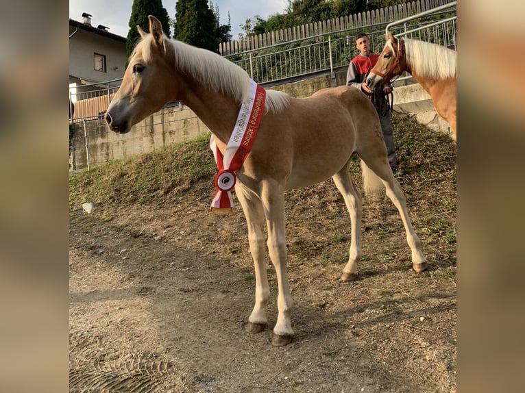 Haflinger / Avelignese Stallone 2 Anni 155 cm in Trebbin