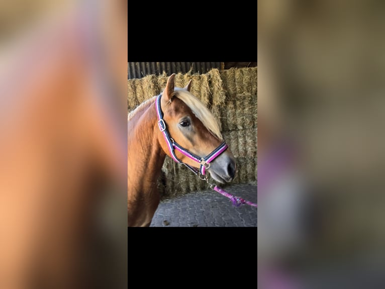 Haflinger / Avelignese Stallone 3 Anni 146 cm Sauro in Rutsweiler/Lauter