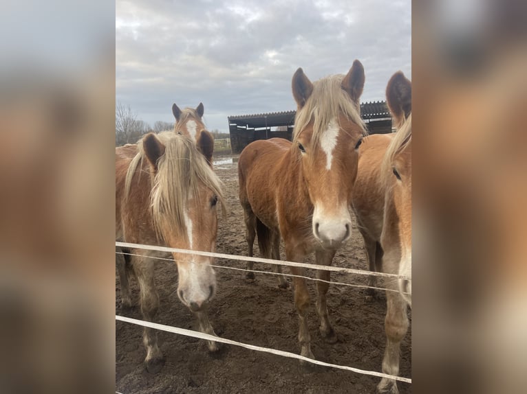 Haflinger / Avelignese Stallone 3 Anni 149 cm in Trebbin