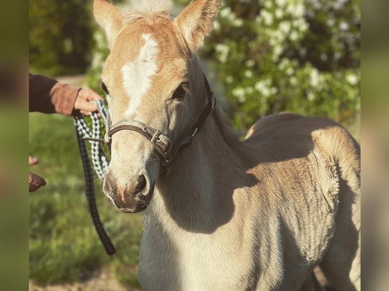 Haflinger / Avelignese Stallone 3 Anni 149 cm in Trebbin