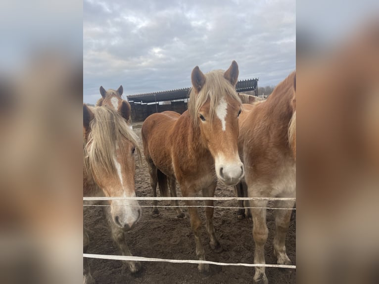 Haflinger / Avelignese Stallone 3 Anni 149 cm in Trebbin