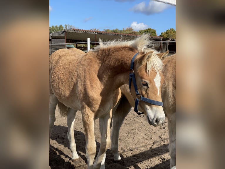 Haflinger / Avelignese Stallone 3 Anni 149 cm in Trebbin