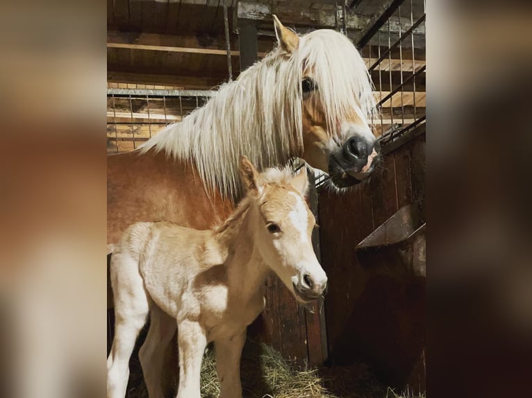 Haflinger / Avelignese Stallone 3 Anni 149 cm in Trebbin