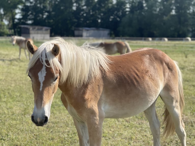 Haflinger / Avelignese Stallone 3 Anni 149 cm in Trebbin