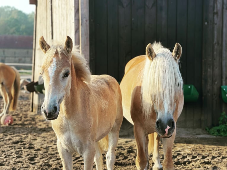 Haflinger / Avelignese Stallone 3 Anni 149 cm in Trebbin