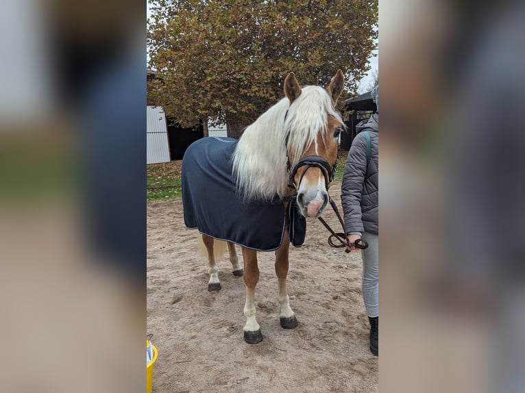 Haflinger / Avelignese Stallone 3 Anni 149 cm Sauro in Hartha