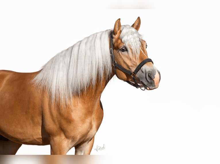 Haflinger / Avelignese Stallone 3 Anni 149 cm Sauro in Hartha