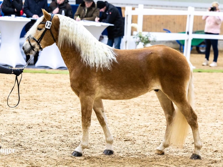 Haflinger / Avelignese Stallone 3 Anni 150 cm in St. Koloman