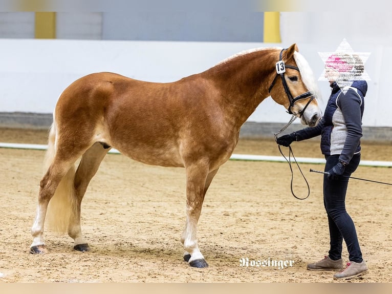 Haflinger / Avelignese Stallone 3 Anni 150 cm in St. Koloman