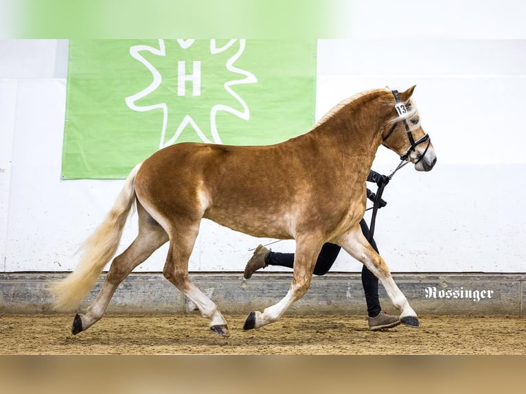 Haflinger / Avelignese Stallone 3 Anni 150 cm in St. Koloman