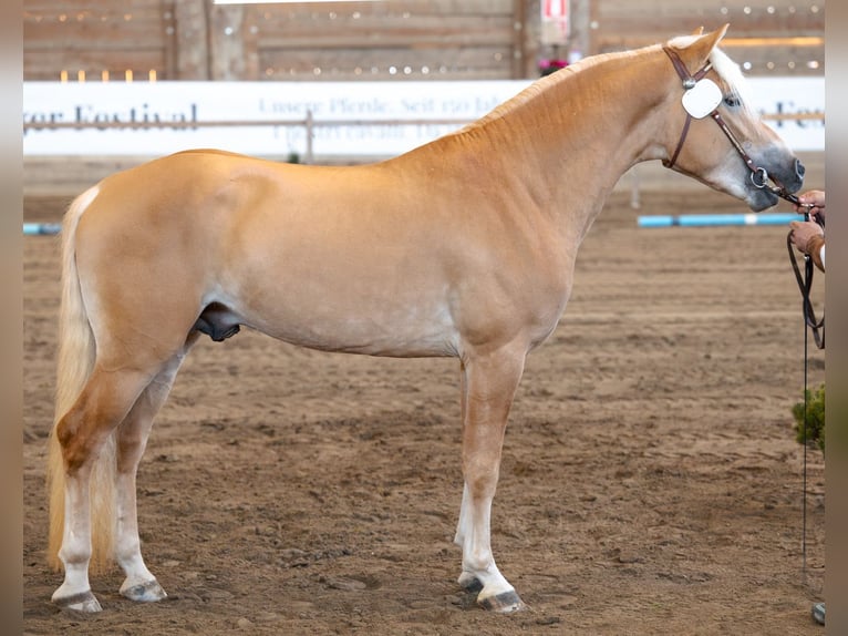 Haflinger / Avelignese Stallone 3 Anni 150 cm Sauro in Bozen/Südtirol