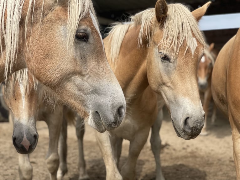 Haflinger / Avelignese Stallone 3 Anni 152 cm in Trebbin