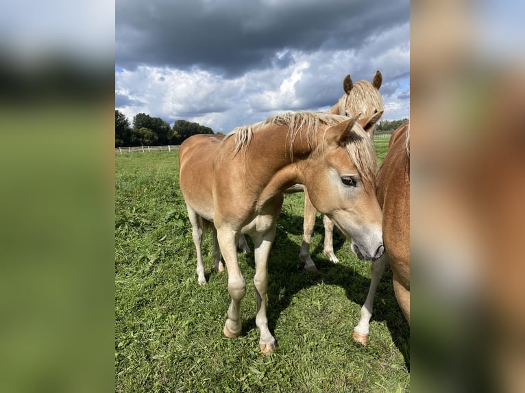 Haflinger / Avelignese Stallone 3 Anni 152 cm in Trebbin