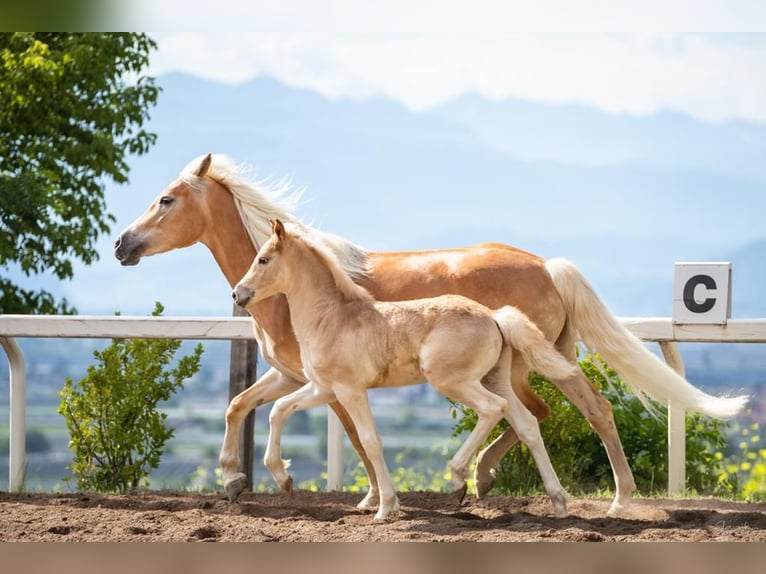 Haflinger / Avelignese Stallone 3 Anni 152 cm in Trebbin