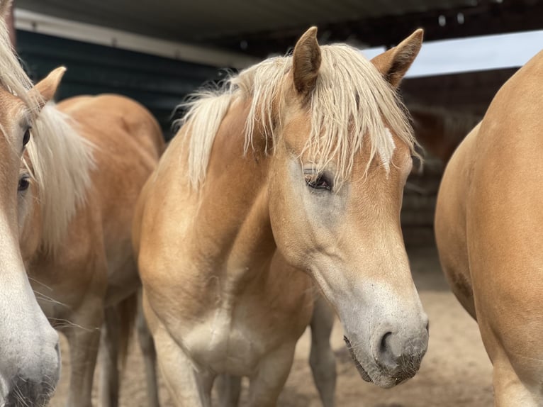 Haflinger / Avelignese Stallone 3 Anni 152 cm in Trebbin