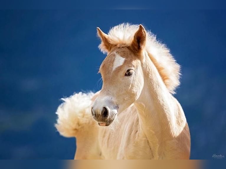 Haflinger / Avelignese Stallone 3 Anni 152 cm in Trebbin