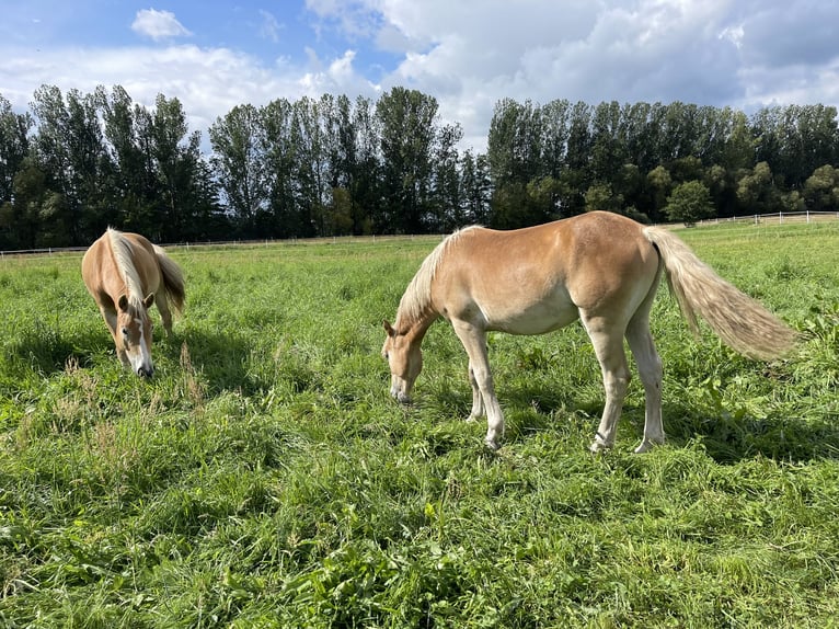 Haflinger / Avelignese Stallone 3 Anni 152 cm in Trebbin