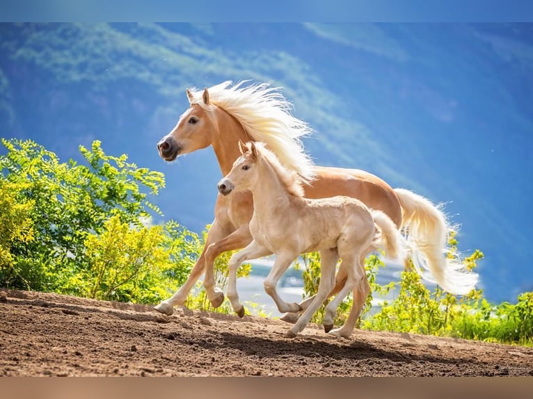 Haflinger / Avelignese Stallone 3 Anni 152 cm in Trebbin