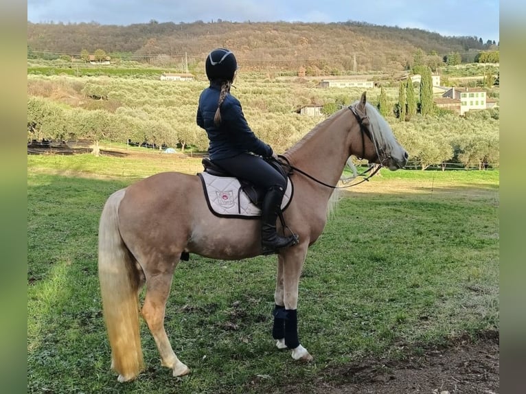 Haflinger / Avelignese Stallone 3 Anni 152 cm Sauro in Bozen/S&#xFC;dtirol