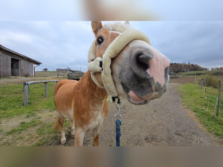 Haflinger / Avelignese Stallone 3 Anni 153 cm Sauro in Spratzern