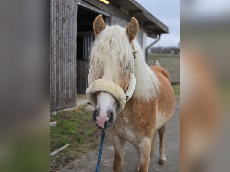 Haflinger / Avelignese Stallone 3 Anni 153 cm Sauro in Spratzern