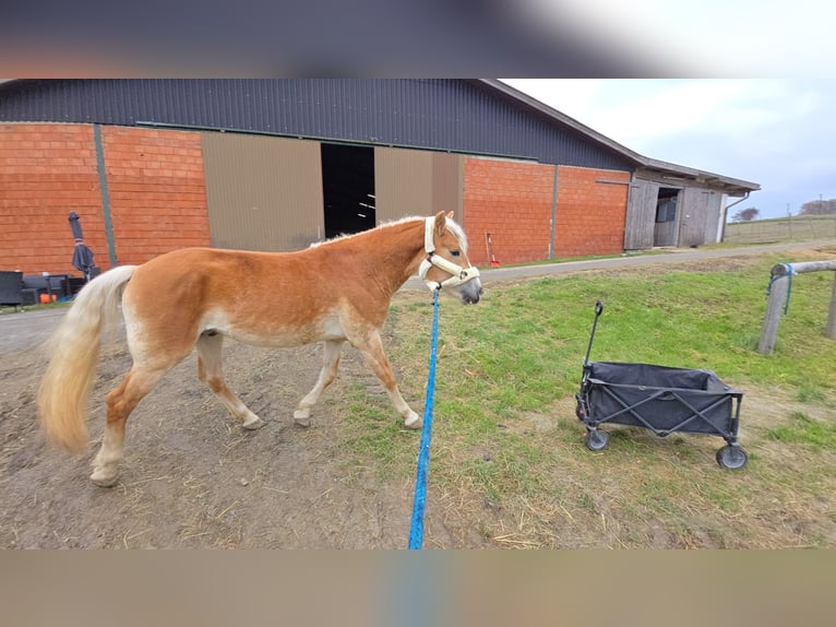 Haflinger / Avelignese Stallone 3 Anni 153 cm Sauro in Spratzern