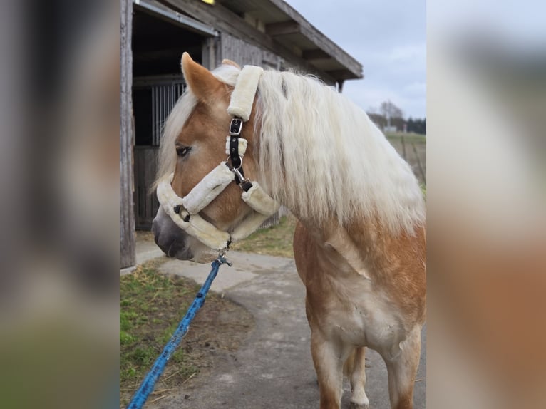 Haflinger / Avelignese Stallone 3 Anni 153 cm Sauro in Spratzern