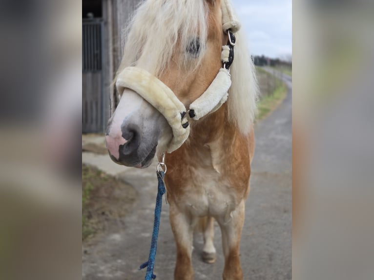 Haflinger / Avelignese Stallone 3 Anni 153 cm Sauro in Spratzern