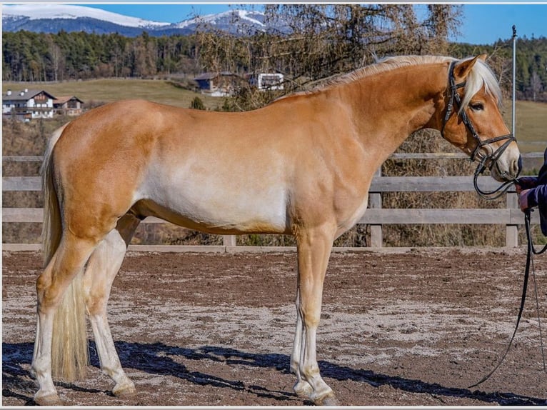 Haflinger / Avelignese Stallone 3 Anni 153 cm in Jenesien