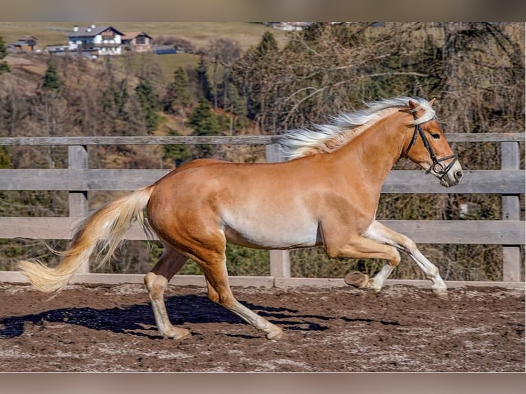 Haflinger / Avelignese Stallone 3 Anni 153 cm in Jenesien