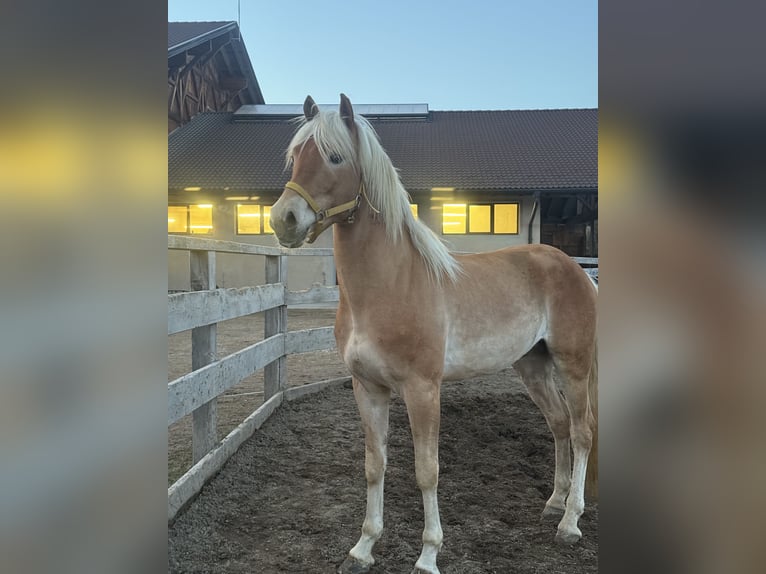 Haflinger / Avelignese Stallone 3 Anni 153 cm in Jenesien