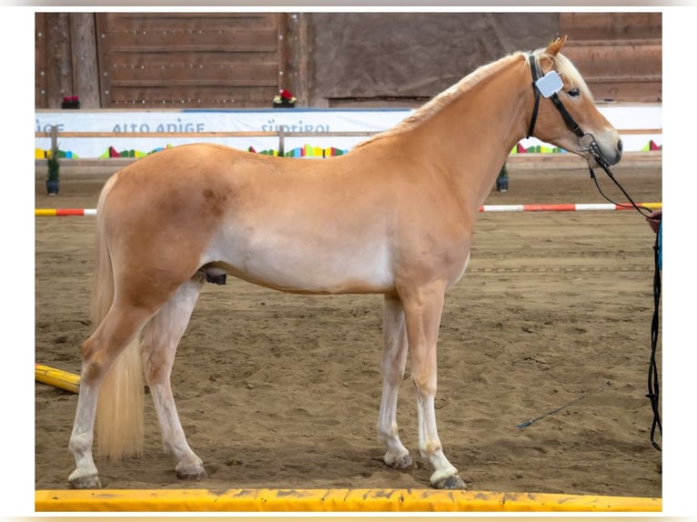 Haflinger / Avelignese Stallone 3 Anni 153 cm in Jenesien