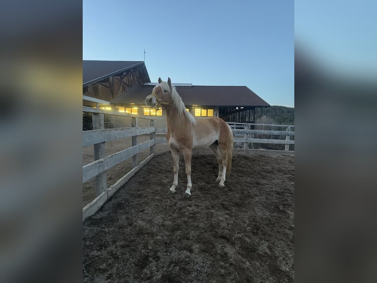 Haflinger / Avelignese Stallone 3 Anni 153 cm in Jenesien