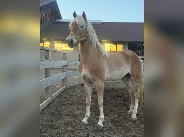 Haflinger / Avelignese Stallone 3 Anni 153 cm in Jenesien