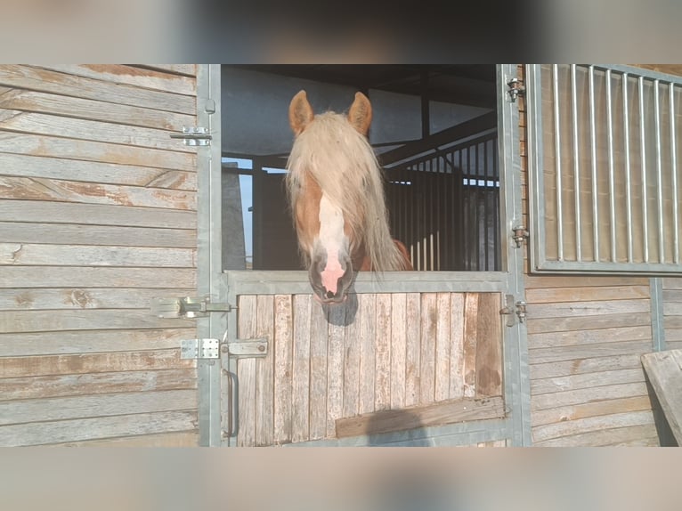 Haflinger / Avelignese Stallone 3 Anni 155 cm Sauro in Matzersdorf