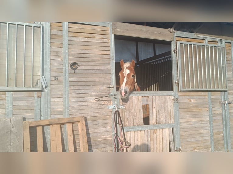 Haflinger / Avelignese Stallone 3 Anni 155 cm Sauro in Matzersdorf