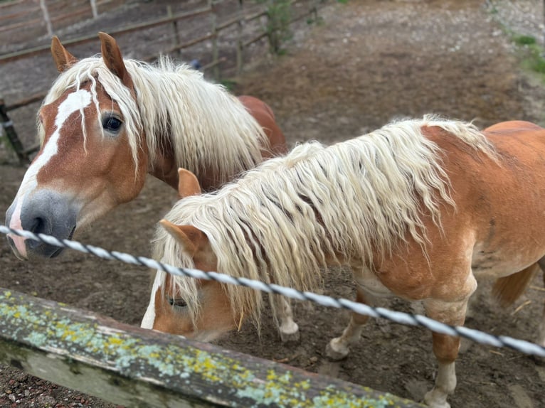 Haflinger / Avelignese Stallone 3 Anni 155 cm Sauro in Matzersdorf