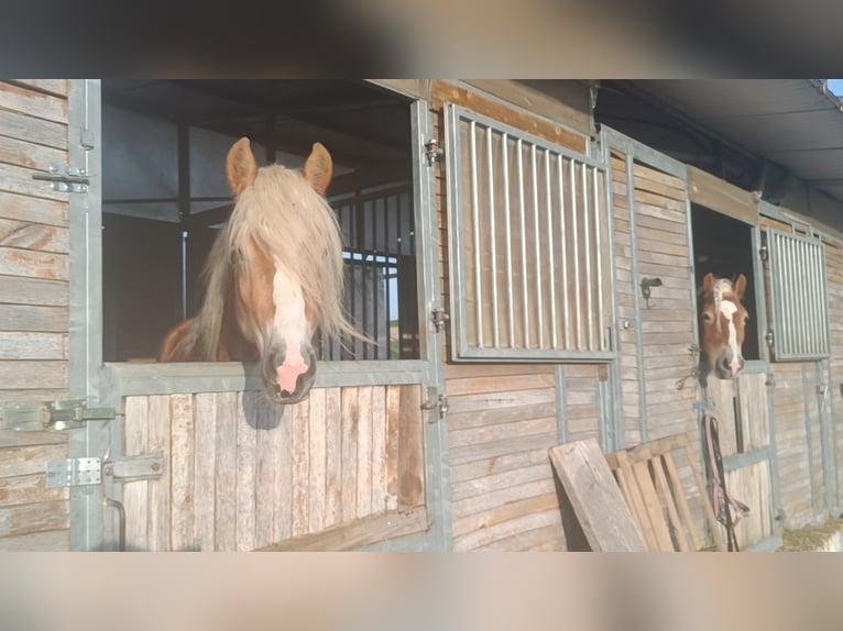 Haflinger / Avelignese Stallone 3 Anni 155 cm Sauro in Matzersdorf