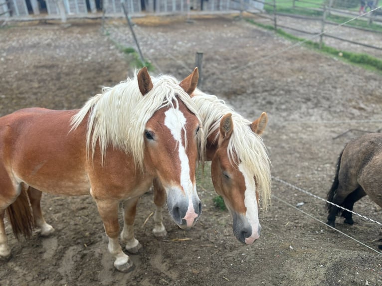 Haflinger / Avelignese Stallone 3 Anni 155 cm Sauro in Matzersdorf