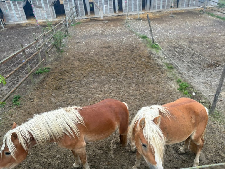 Haflinger / Avelignese Stallone 3 Anni 155 cm Sauro in Matzersdorf