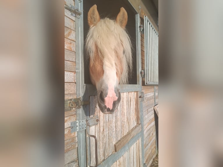 Haflinger / Avelignese Stallone 3 Anni 155 cm Sauro in Matzersdorf