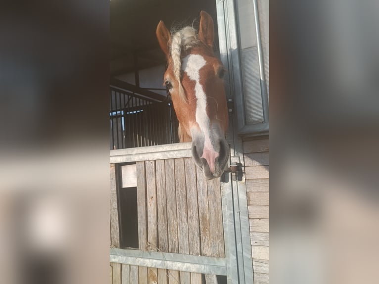 Haflinger / Avelignese Stallone 3 Anni 155 cm Sauro in Matzersdorf