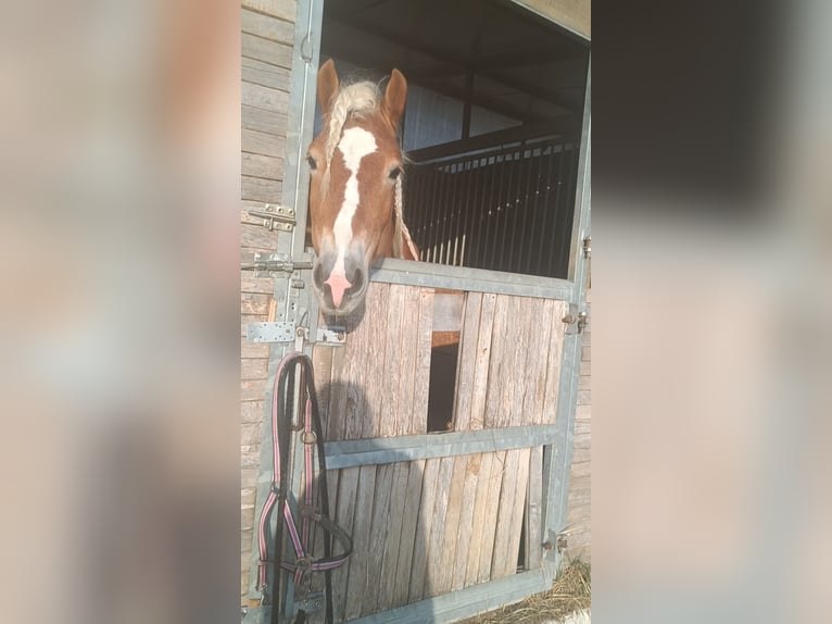 Haflinger / Avelignese Stallone 3 Anni 155 cm Sauro in Matzersdorf