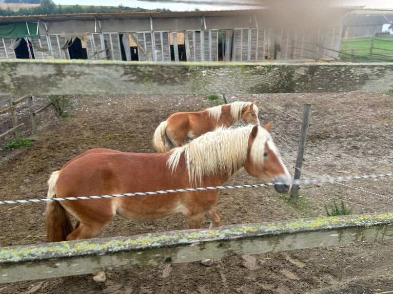 Haflinger / Avelignese Stallone 3 Anni 155 cm Sauro in Matzersdorf